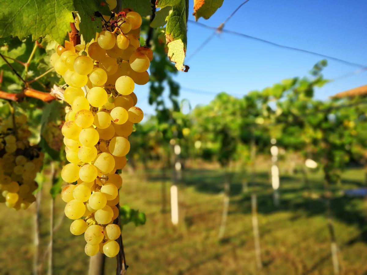 Agriturismo Graziano E Barbara Porto Conte Eksteriør bilde